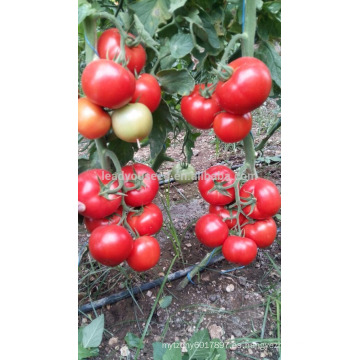 T08 Tina rojo híbrido tomate chino semillas vegetales para la venta